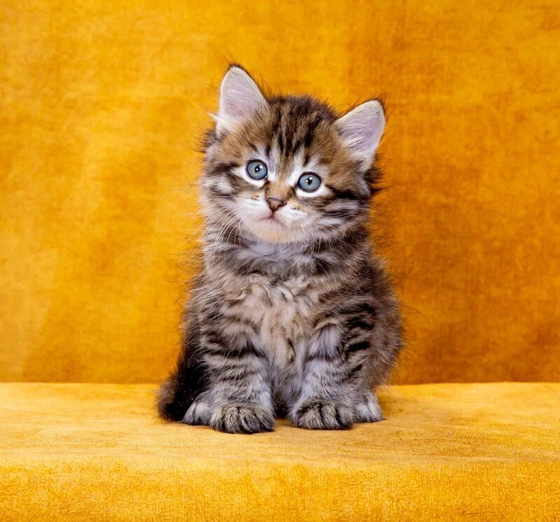 Dementiy Siberian male, black spotted tabby