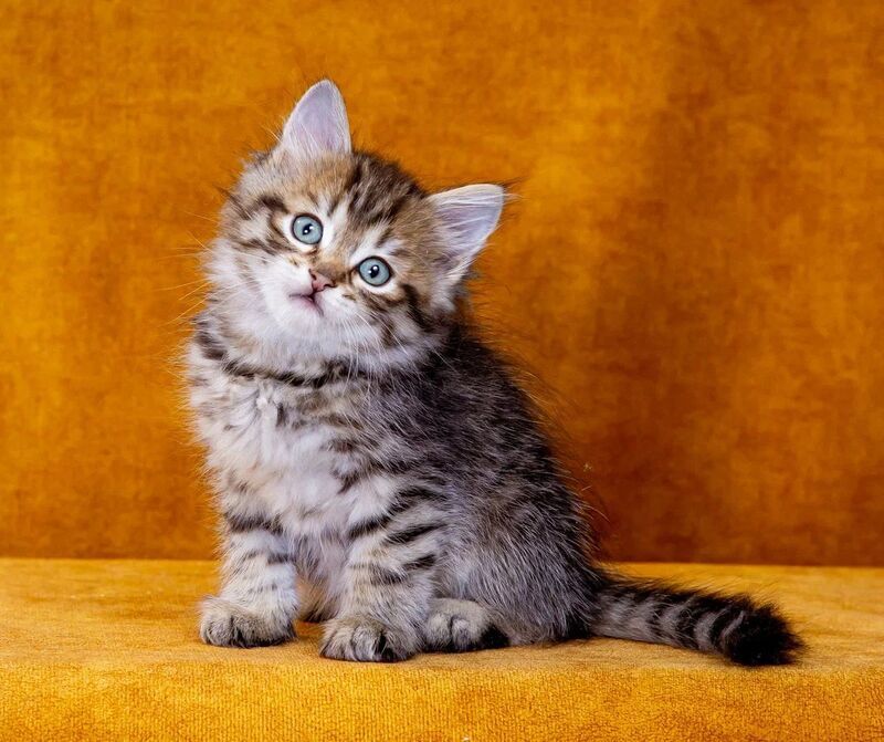 Gavrosh Siberian male, black spotted tabby