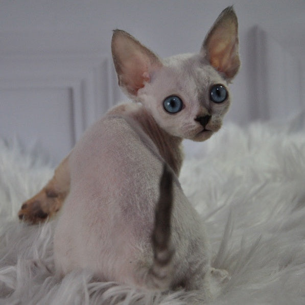 Mark Devon Rex male, blue tabby pointed