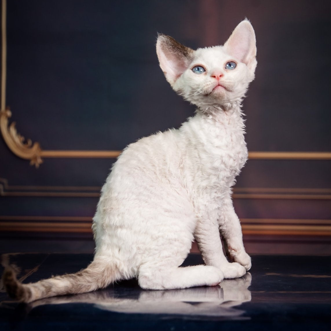 Karamel Devon Rex female, blue tortie pointed