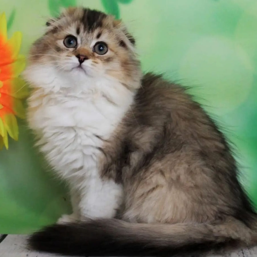 Irma Scottish Fold female, black golden ticked tabby bicolour