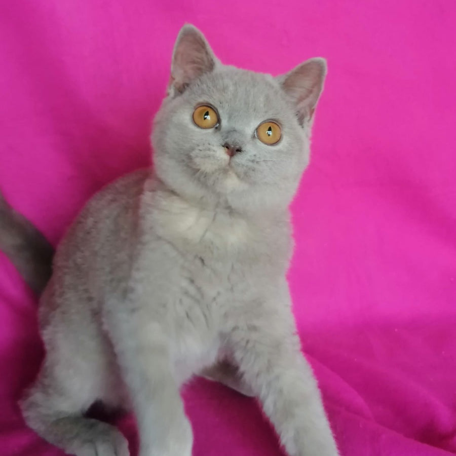 Laska British Shorthair female, lilac tortie
