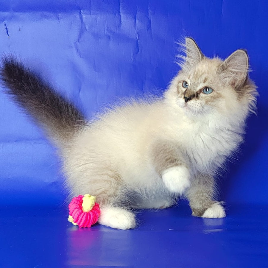 Konan Siberian male, blue tabby pointed with white