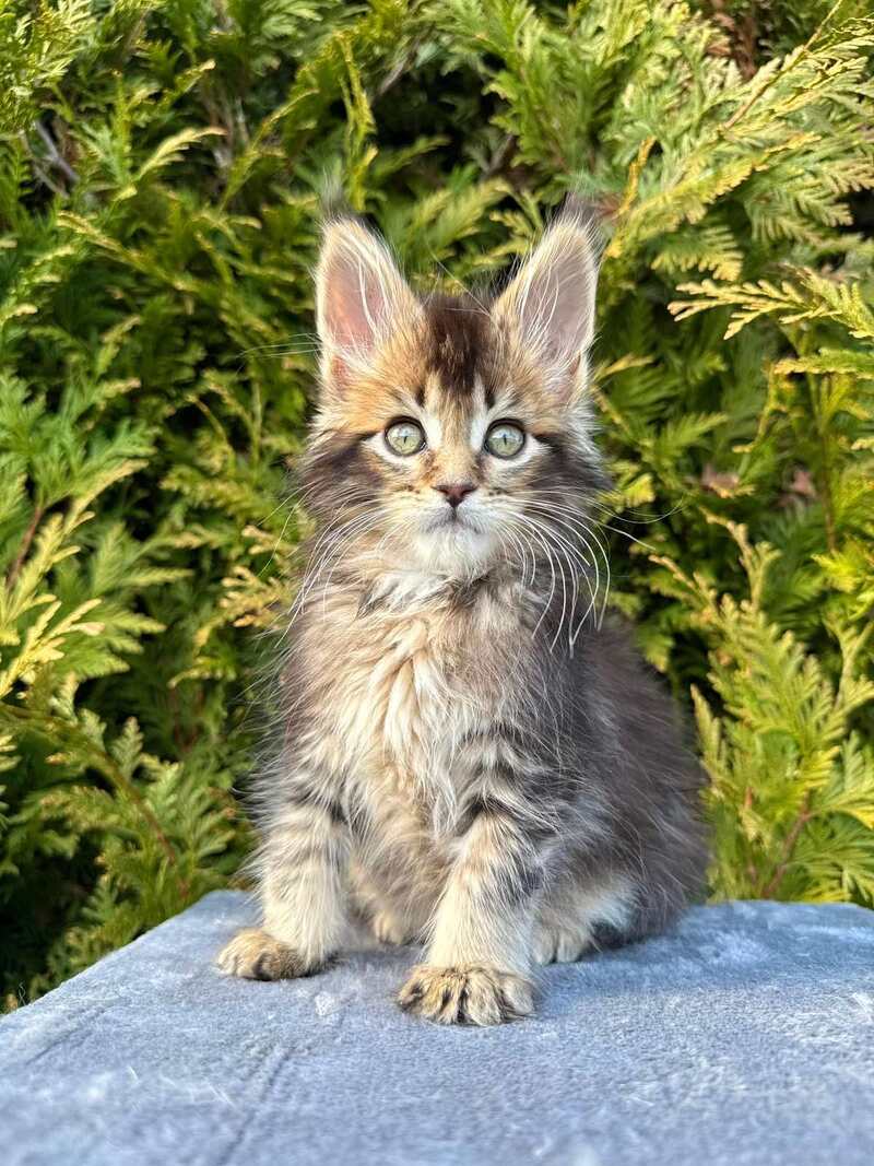 Elizabeth Maine Coon female black ticked tabby - live animals