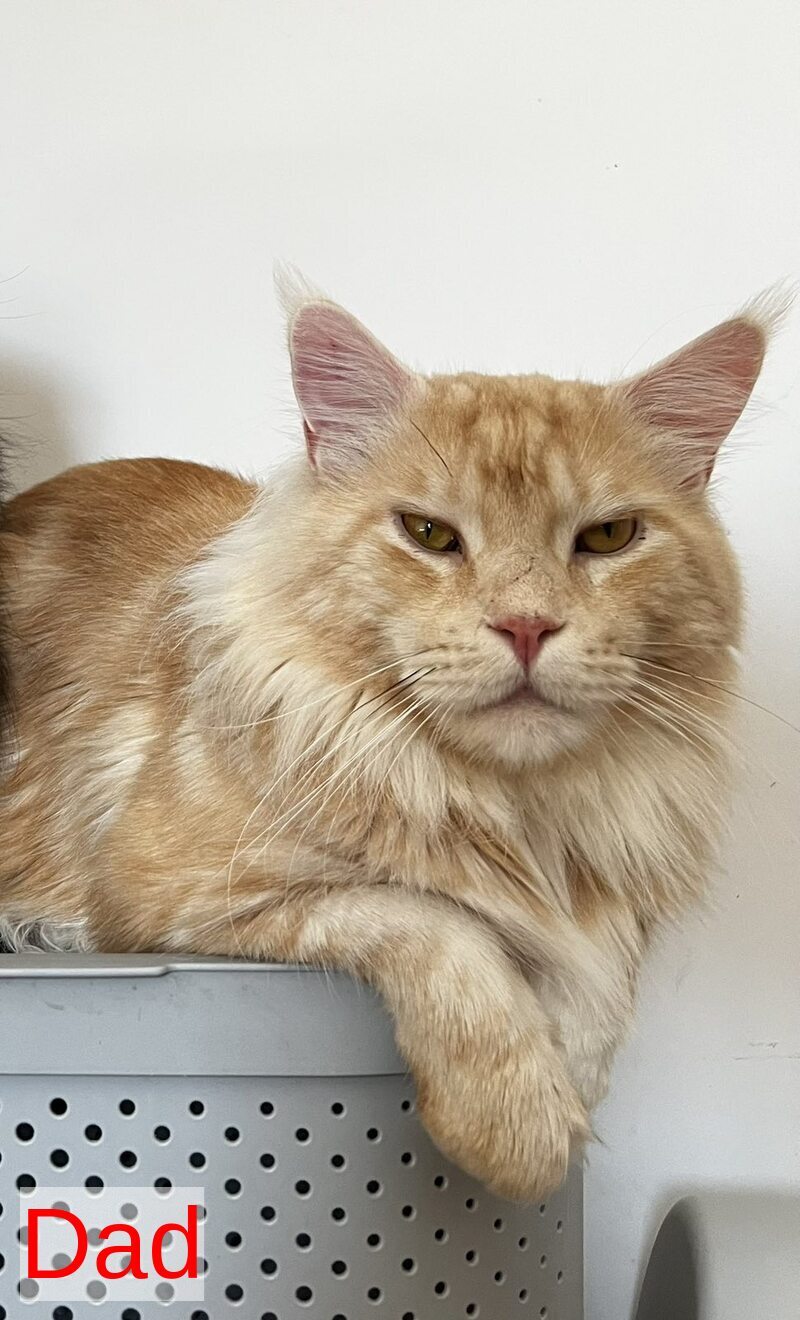 Ohana Maine Coon female, blue tortie with white tabby