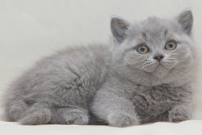 Orion British Shorthair male, blue