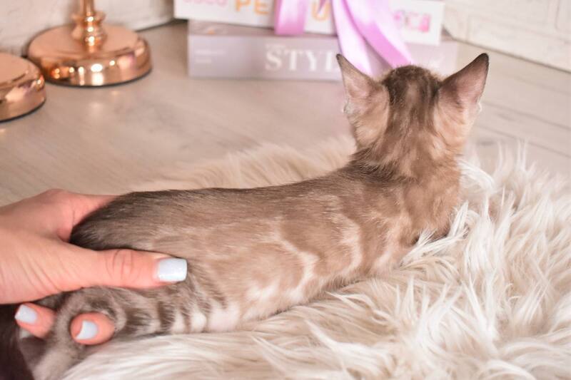 Ponchik Bengal male snow mink charcoal - live animals