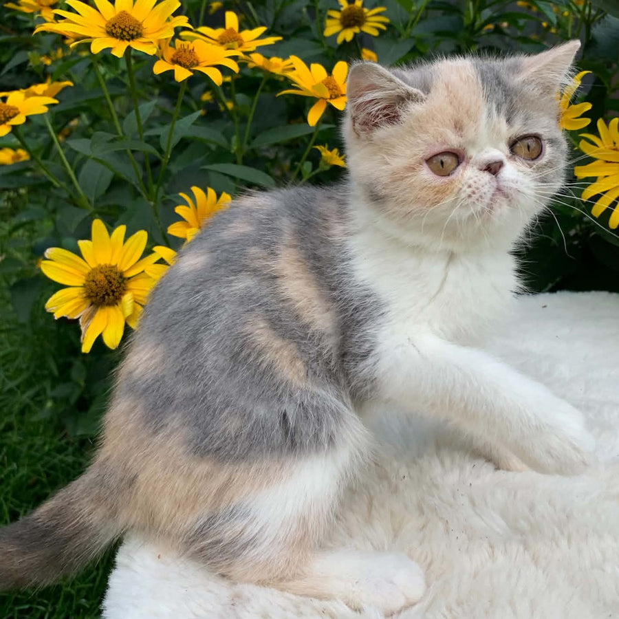 Milashka Exotic female, blue tortie tabby bicolour