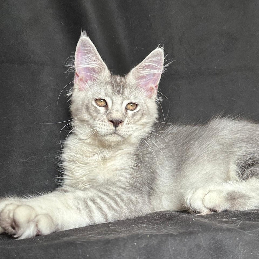 Jet Maine Coon polydactyl 6x6x6x6 male, black silver ticked tabby