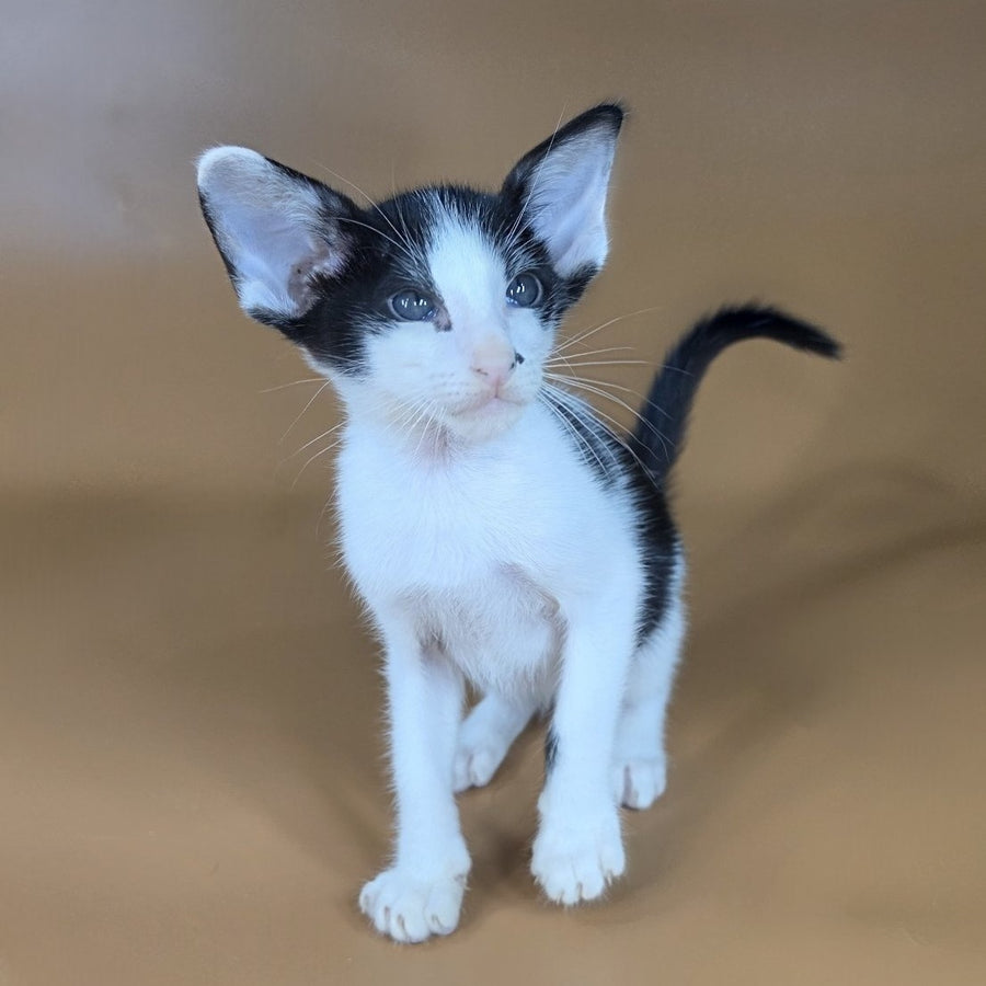 Asher Oriental Shorthair male, black bicolour