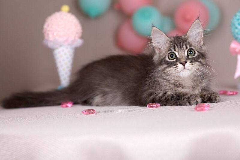Fellix Siberian male blue with white spotted tabby - live animals