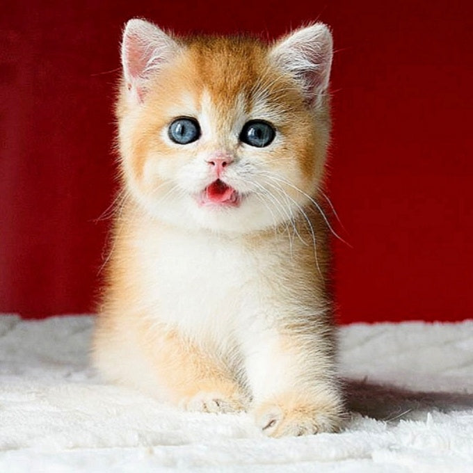 Tiffany British Shorthair female, black golden chinchilla
