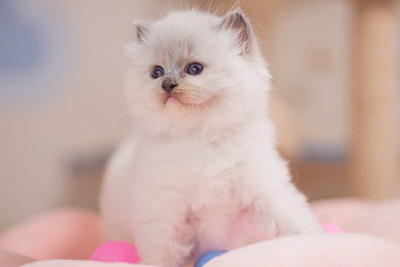 Willa Ragdoll female, blue mitted