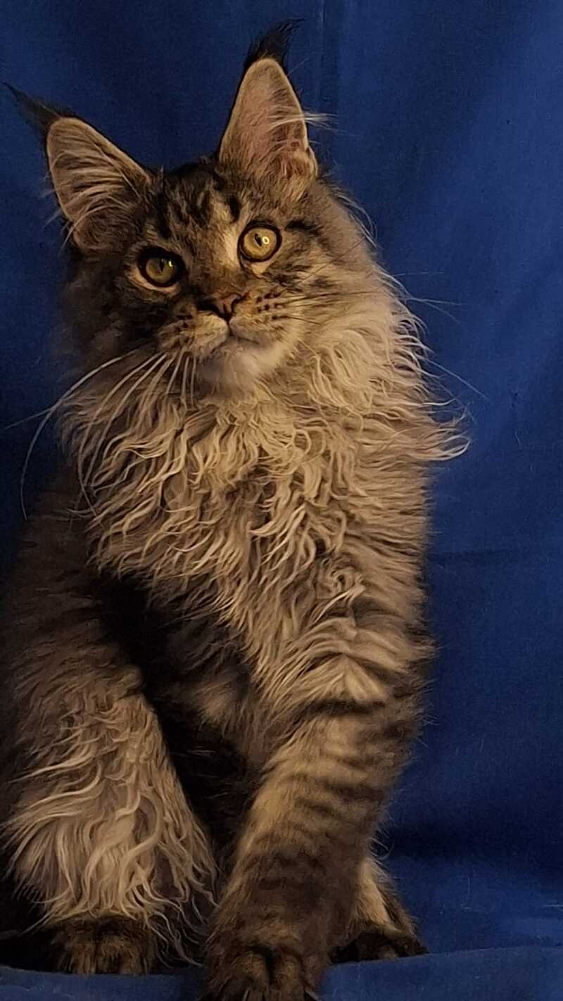 Joker Maine Coon male, black silver spotted tabby