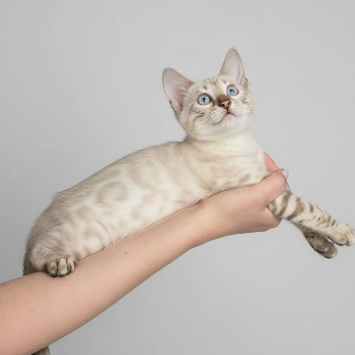 Wanda Bengal female, black spotted tabby pointed