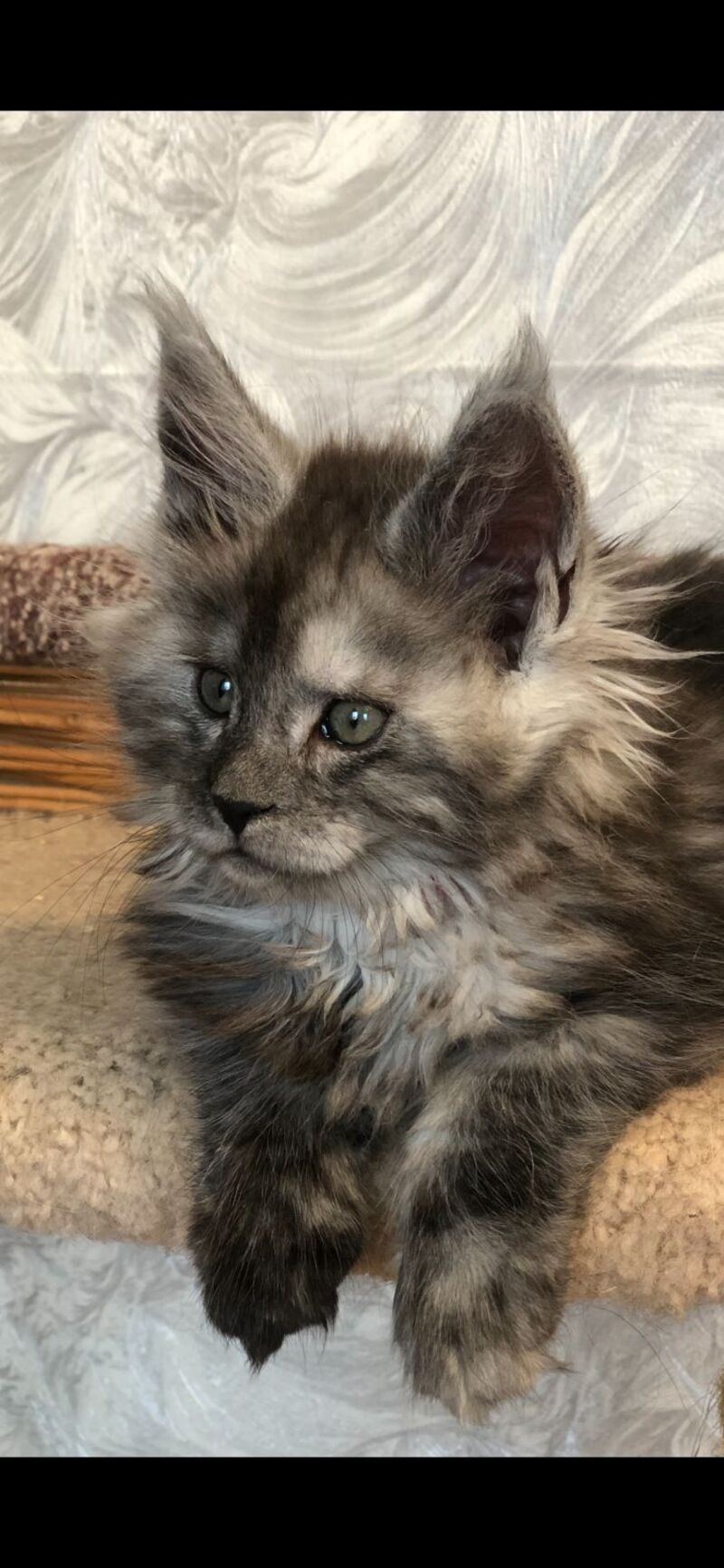 Randevu Maine Coon female black silver - live animals
