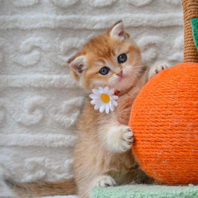 Claire British Shorthair female black golden shaded - live animals