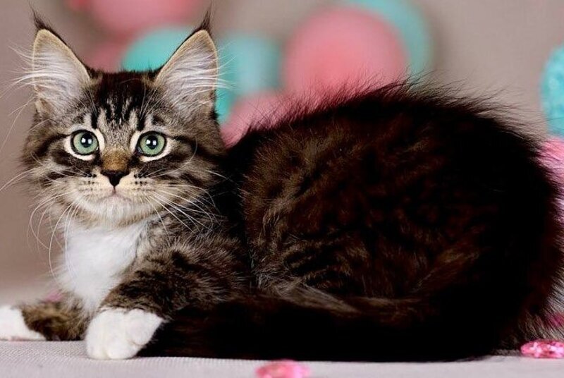 Fabian Siberian male, black with white tabby