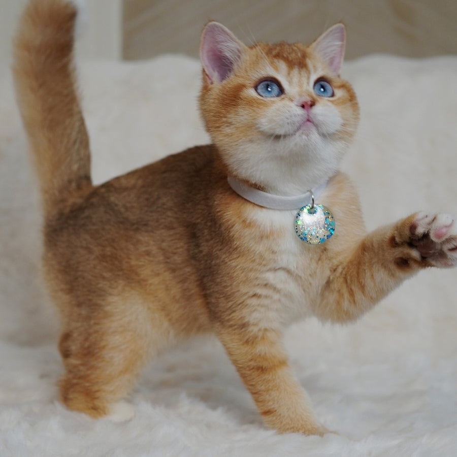 Teddy British Shorthair male, chocolate golden chinchilla with white