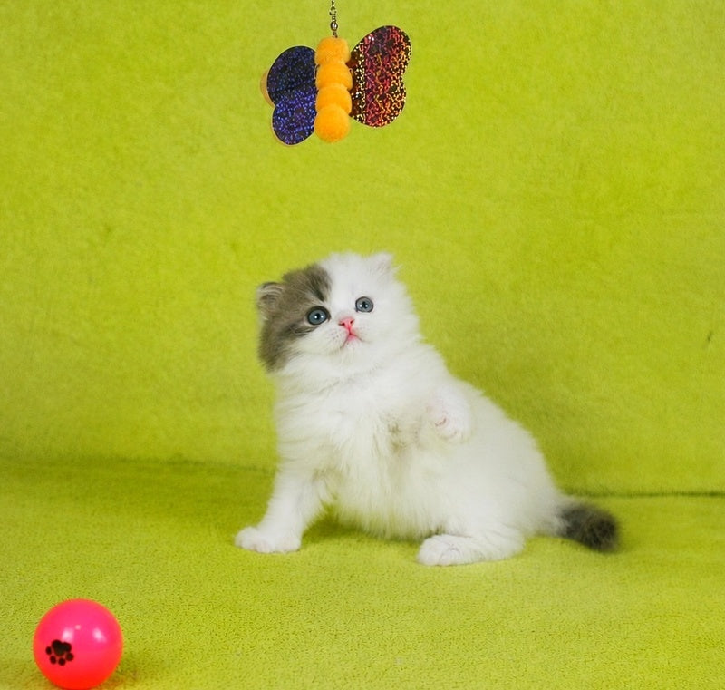 Fantasia Scottish Straight female, blue tabby van