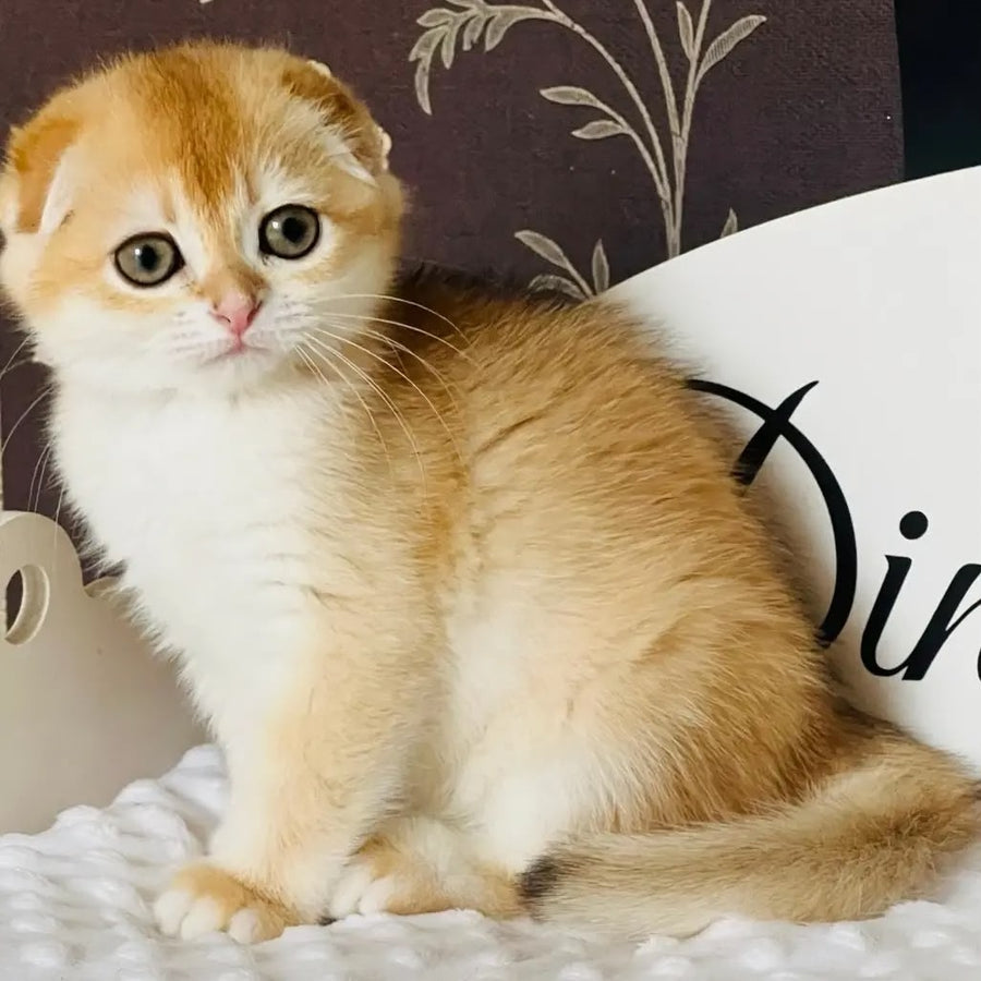 Keksik Scottish Fold male, black golden chinchilla