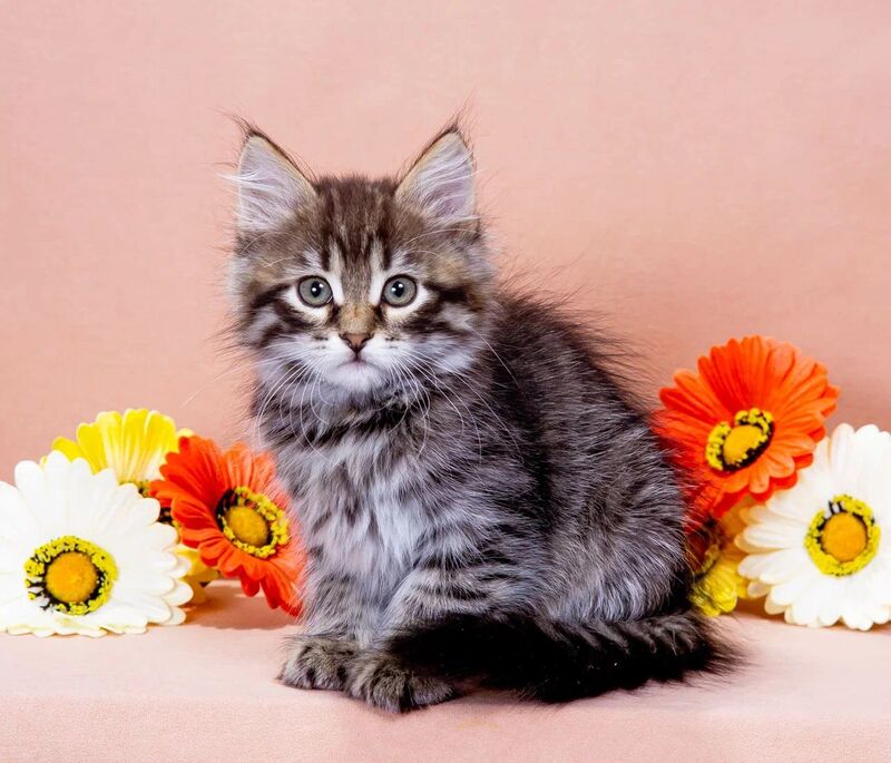 Germes Siberian male black spotted tabby - live animals