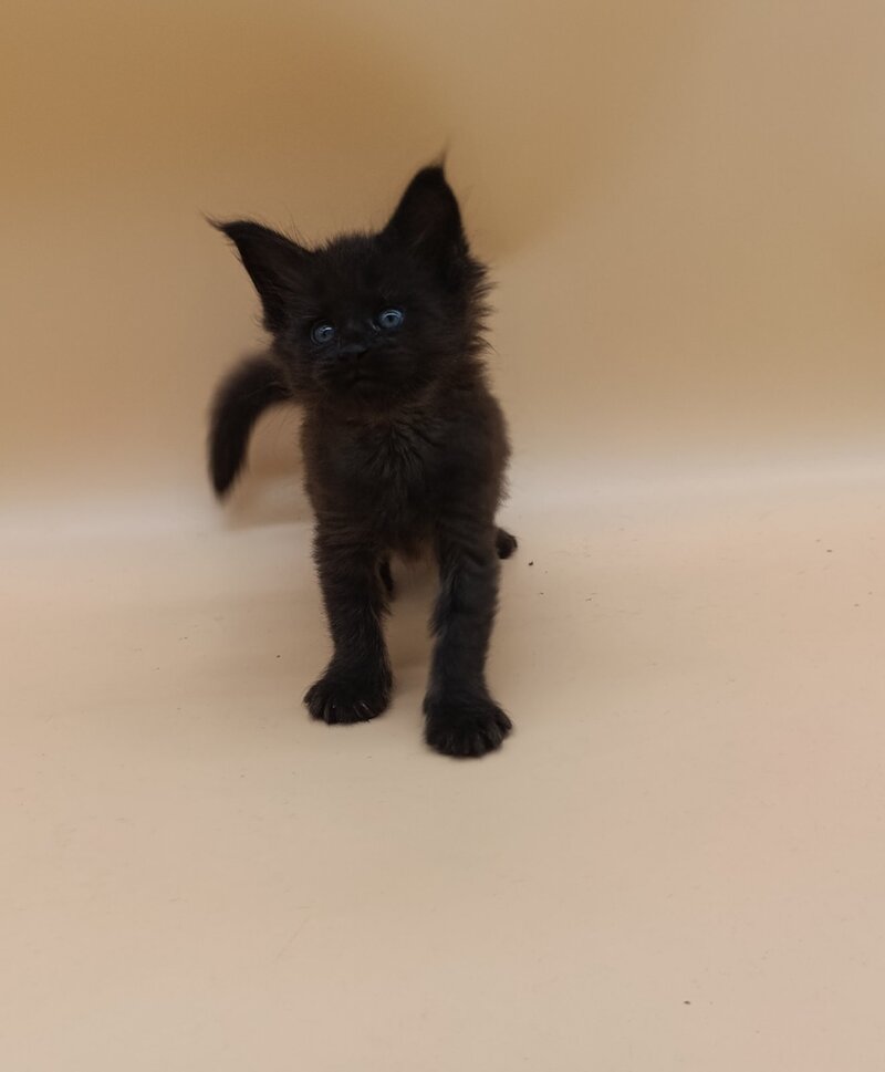 Iris Maine Coon female black silver live animals