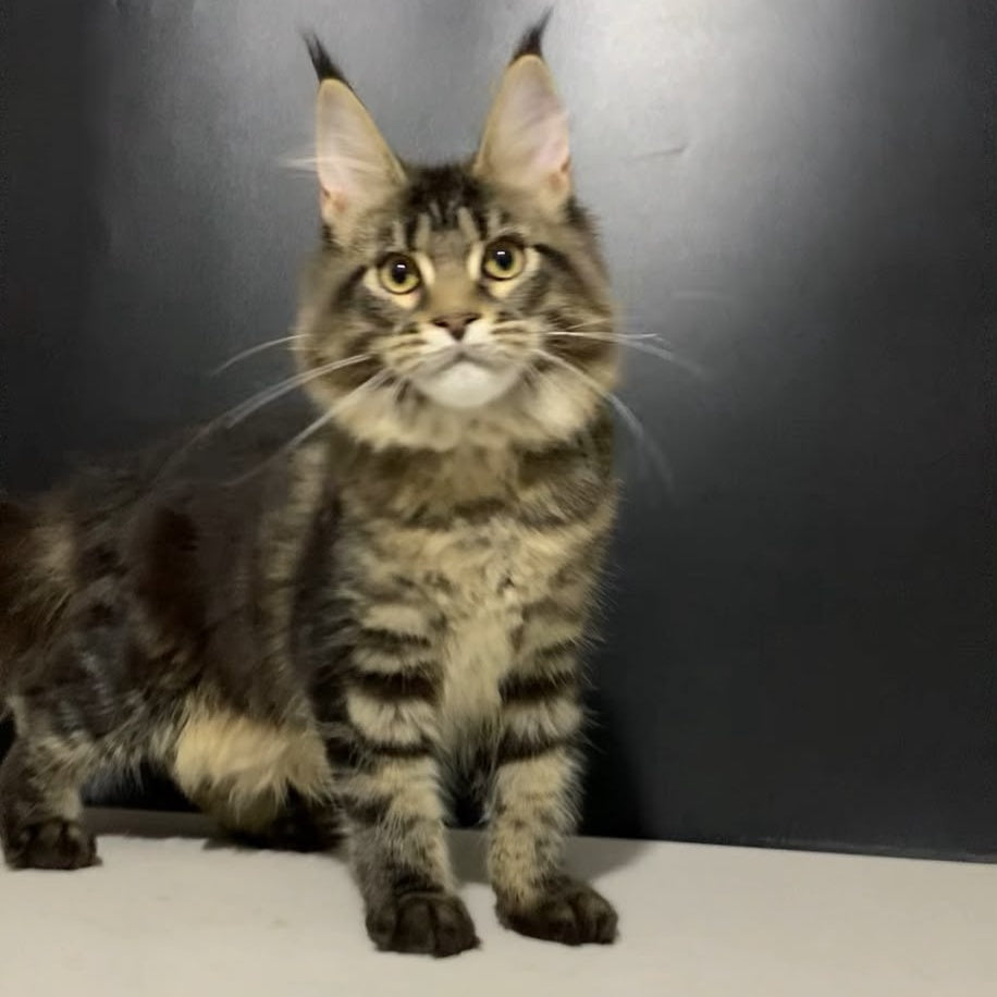 Tropicana Maine Coon female, black tabby