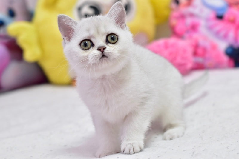 Annabelle British Shorthair female black silver shaded - live animals