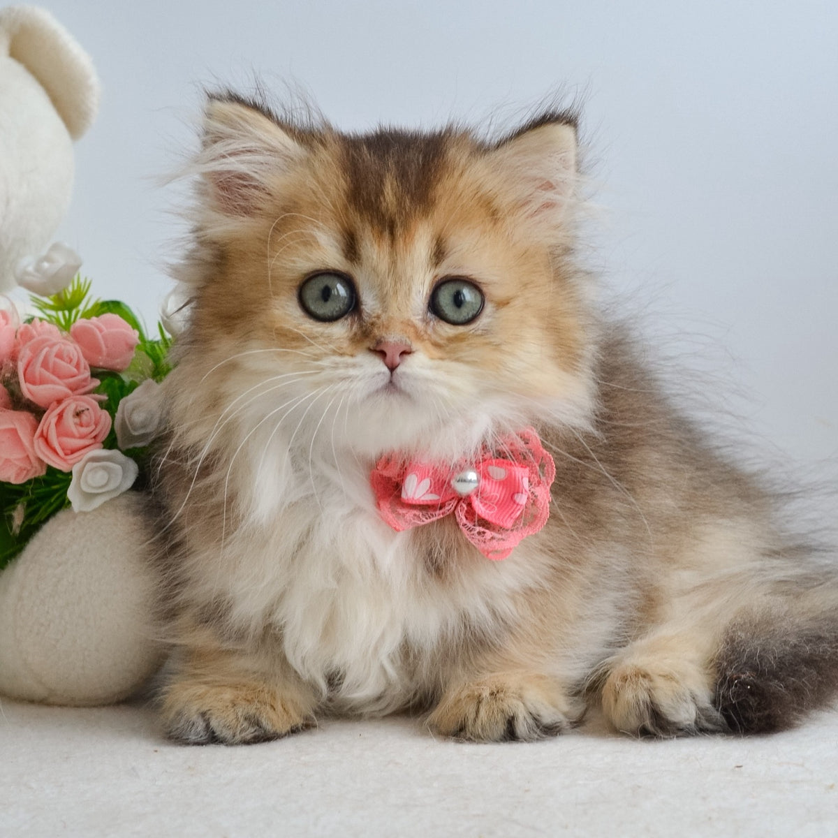 Ivie Munchkin female, black golden ticked tabby