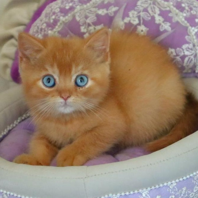 Migel British Shorthair male, red