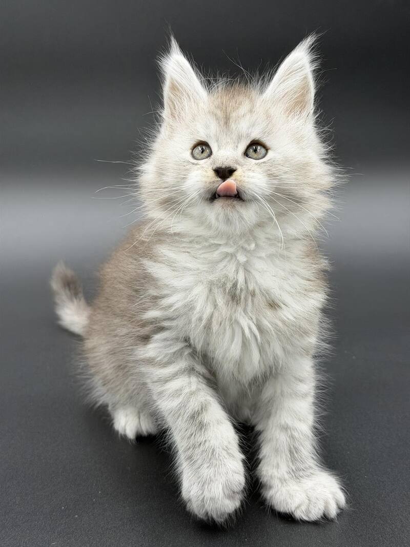 Ronald Maine Coon polydactyl male black silver spotted tabby - live animals