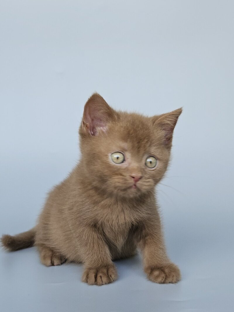 Atlas British Shorthair male, cinnamon