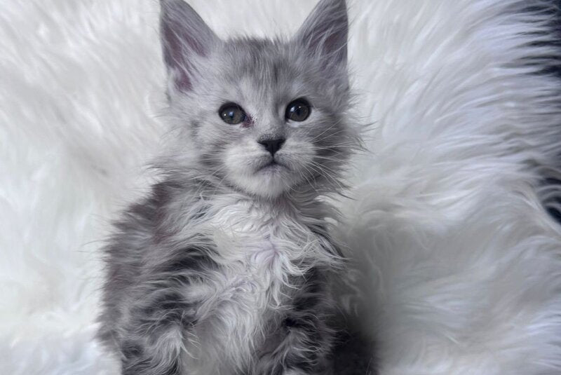 Cillian Maine Coon male black silver tabby bicolour - live animals