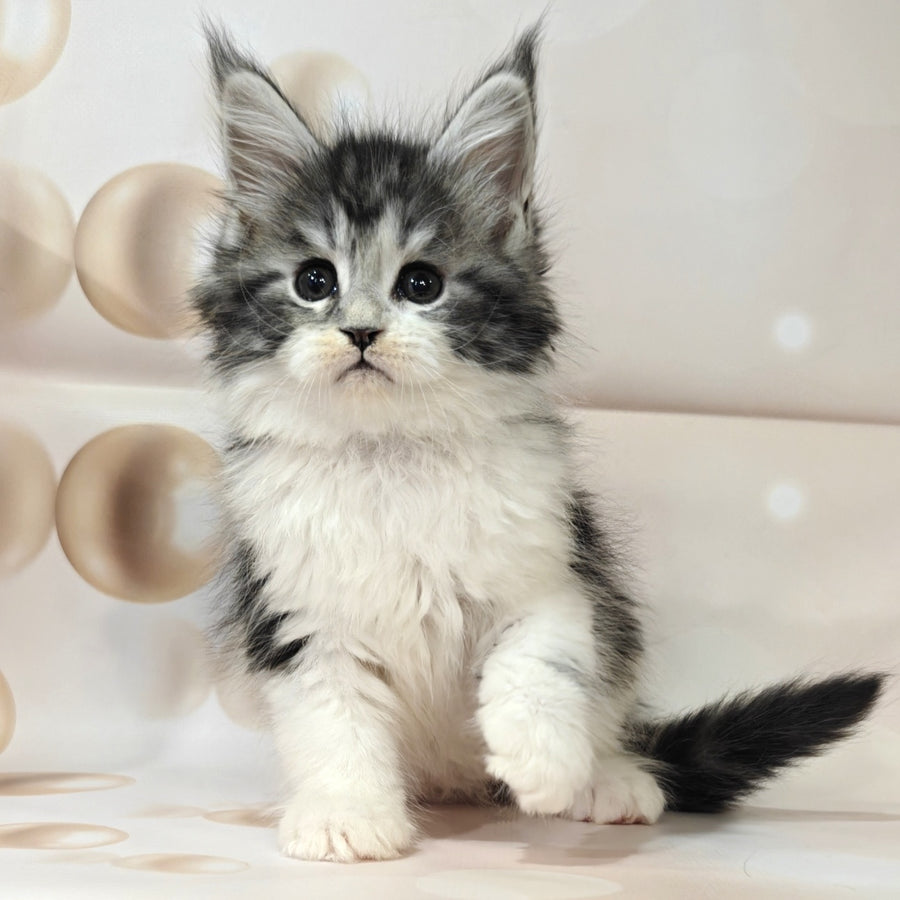 Molly Maine Coon female, black silver tabby bicolour