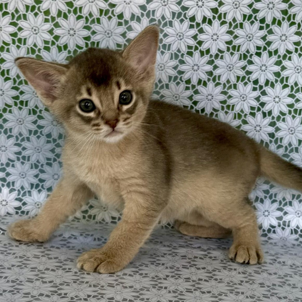 Hiron Abyssinian male, blue
