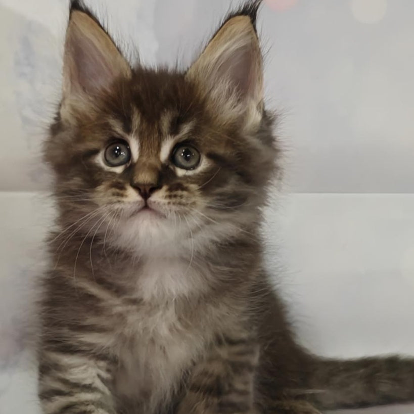 Manhattan Maine Coon polydactyl 6x6x6x6 male, black tabby