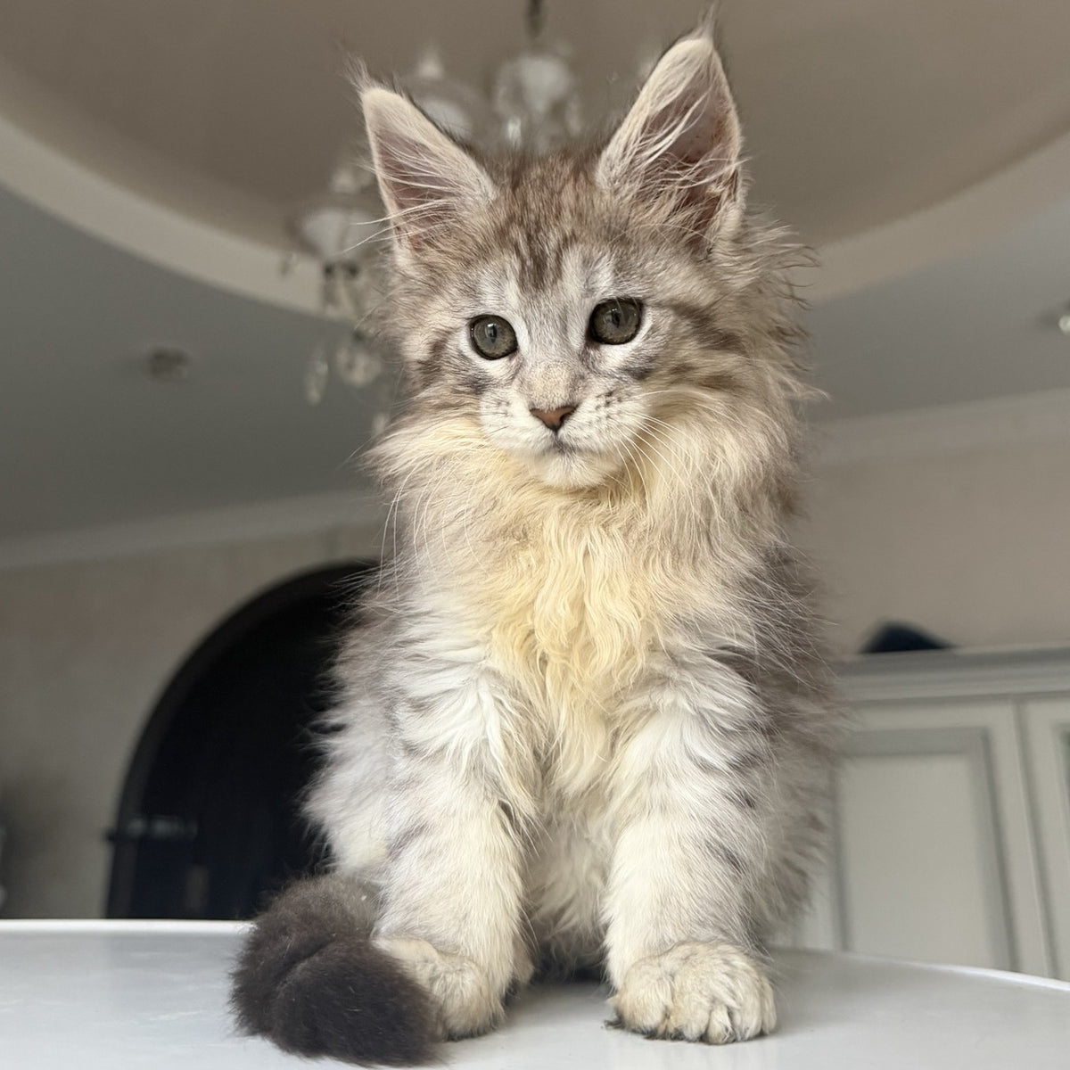 Evita Maine Coon female, black silver tabby