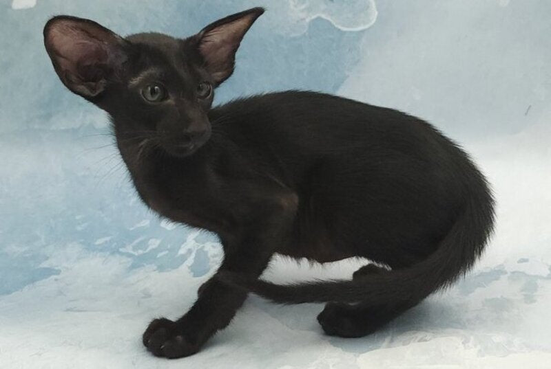 Orville Oriental Shorthair male, black
