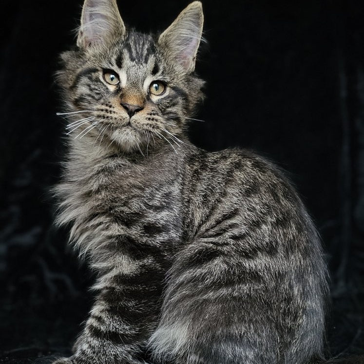 Shtorm Maine Coon male, black silver spotted tabby