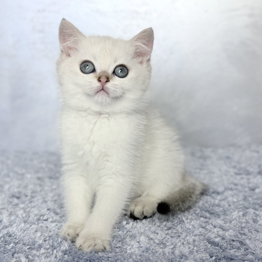Josef Scottish Straight female, black golden shaded pointed