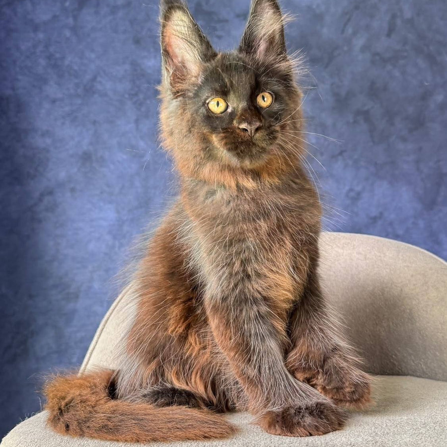 Rene Maine Coon polydactyl 6x6x6x6 male, black with white