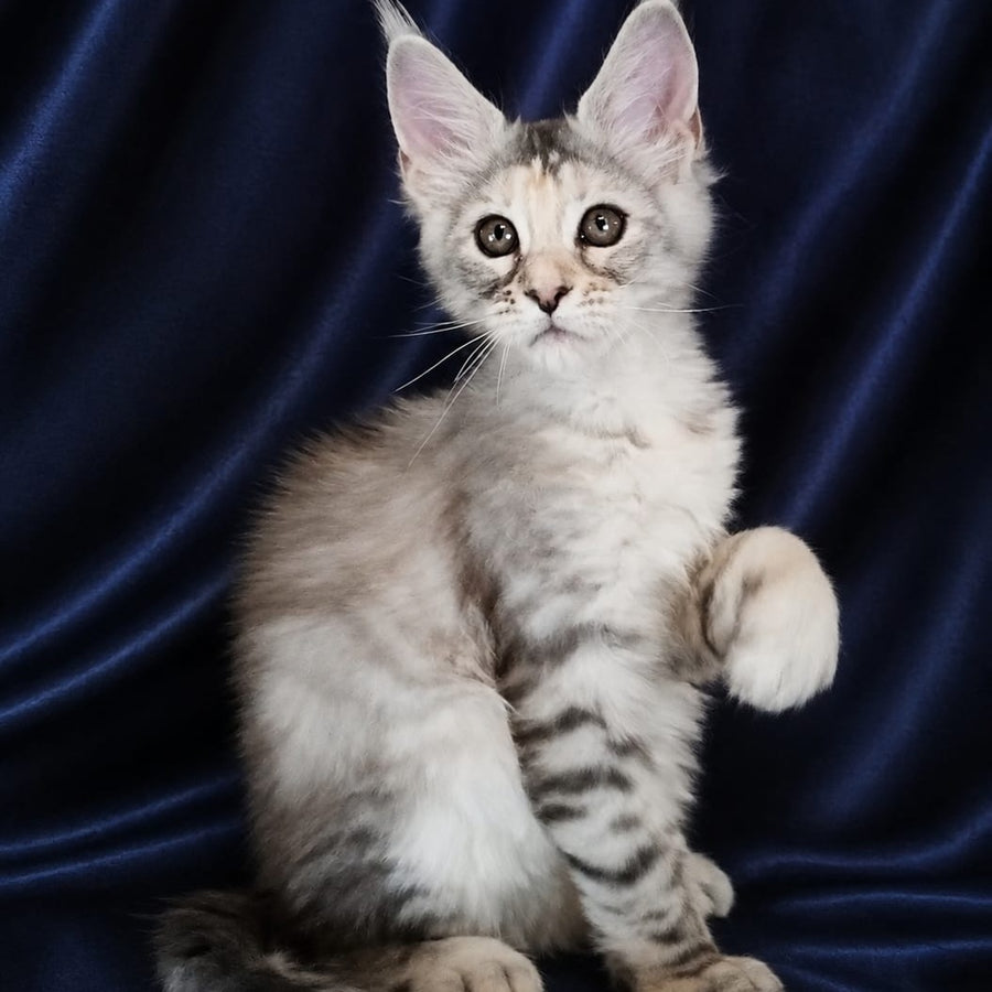 Vlada Maine Coon female, black tortie silver tabby