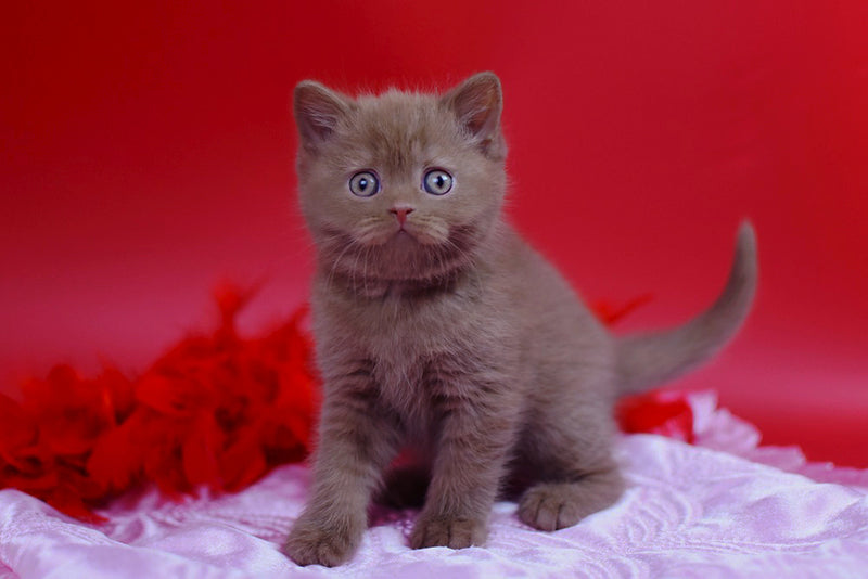 Yanka British Shorthair female cinnamon - live animals