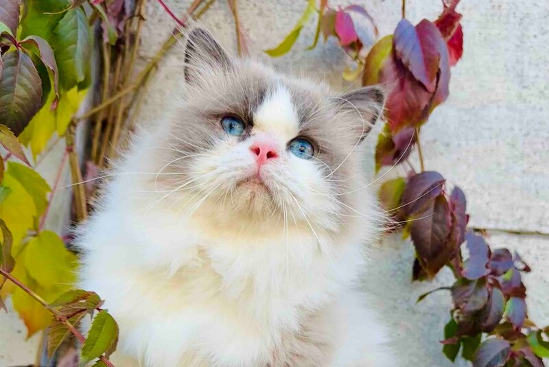 Velor Ragdoll male, blue bicolour