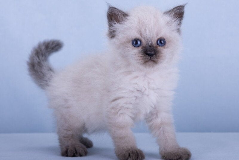 Iriska Siberian female, black tabby pointed