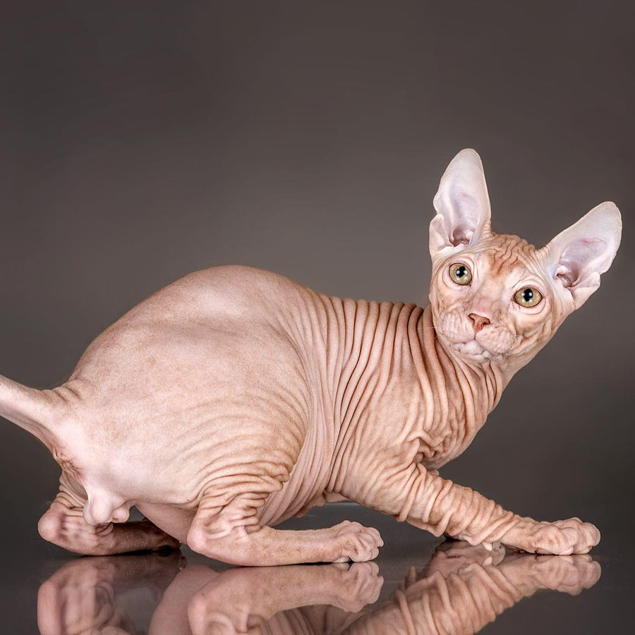 Uspeh Don Sphynx male, red
