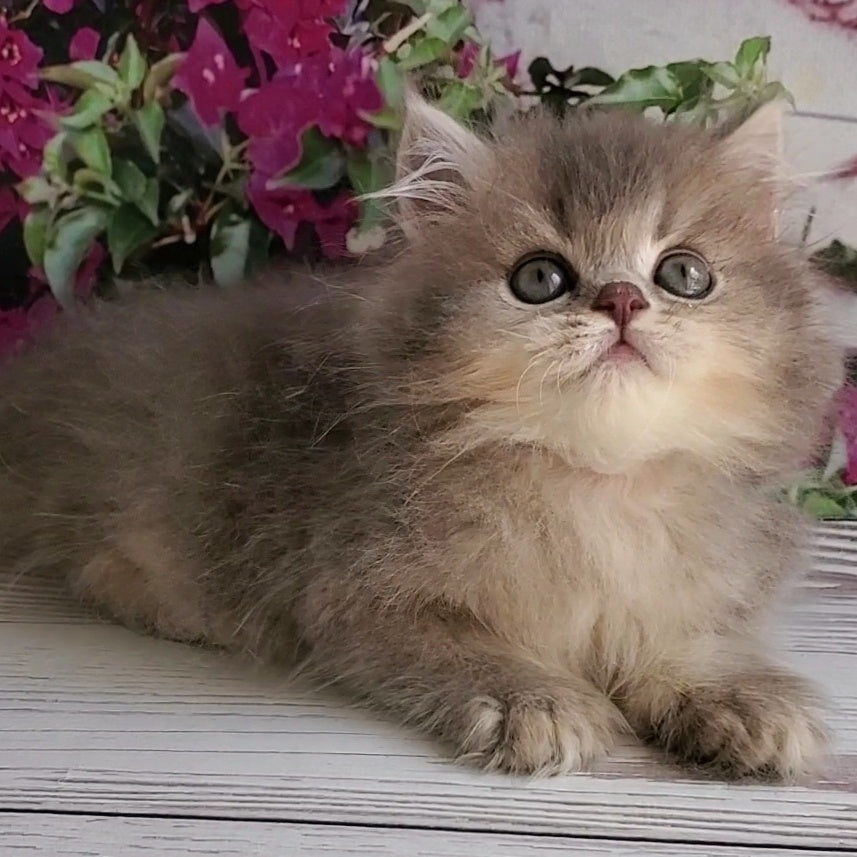 Cherry British Longhair female, blue golden ticked tabby
