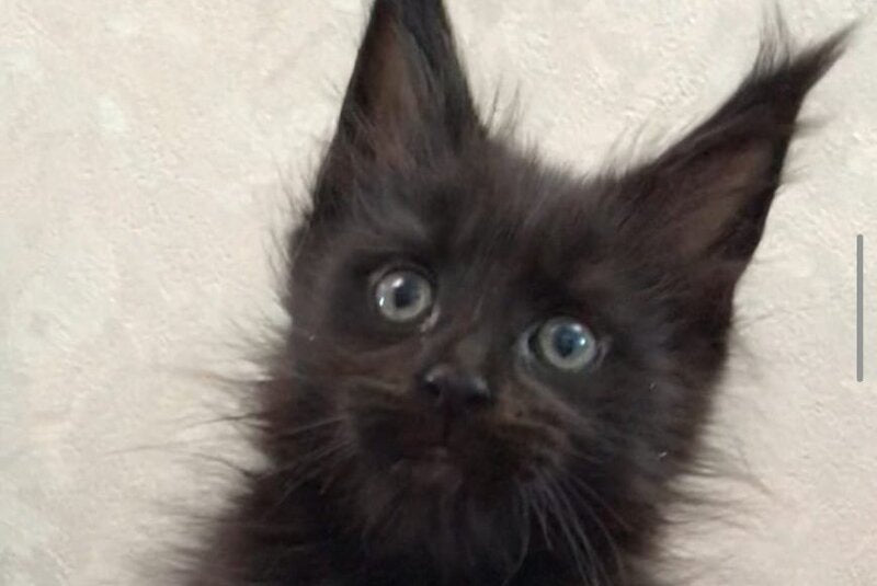 Vlastelina Maine Coon female black - live animals