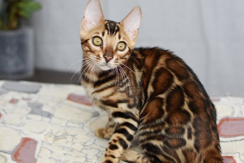 Lorenzo Bengal male black spotted tabby - live animals